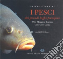 I pesci dei laghi prealpini: Lago Maggiore, Orta, Lugano, Como, Iseo, Garda libro di Grimaldi Ettore; Giudice Gianfranco